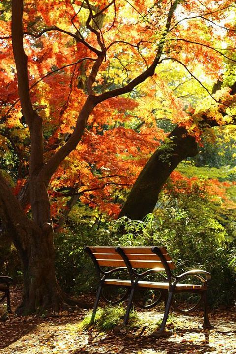 紅葉に燃ゆる井の頭公園 武蔵野市観光機構 むー観 公式ブログ