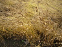 武蔵野市産小麦の刈入れをしました