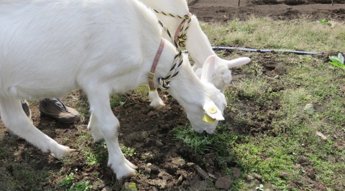 武蔵野市・武蔵境の畑に2頭のヤギがやってきた！