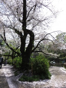 2016桜3