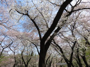 2016桜5