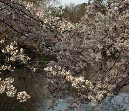 【photo📷ギャラリー】本日の桜の様子＠井の頭恩賜公園🌸