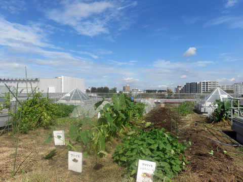 武蔵野クリーンセンター屋上ガーデン収穫体験＆観察会
