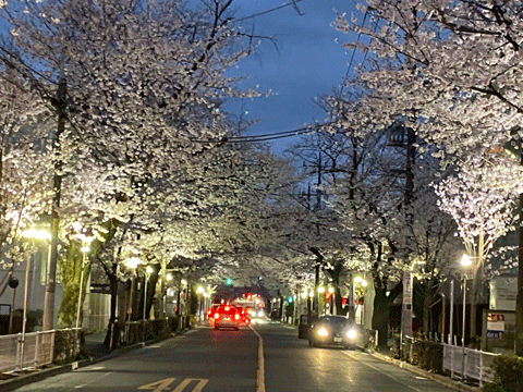 武蔵野市役所前「中央通り」 桜ライトアップをご紹介♪